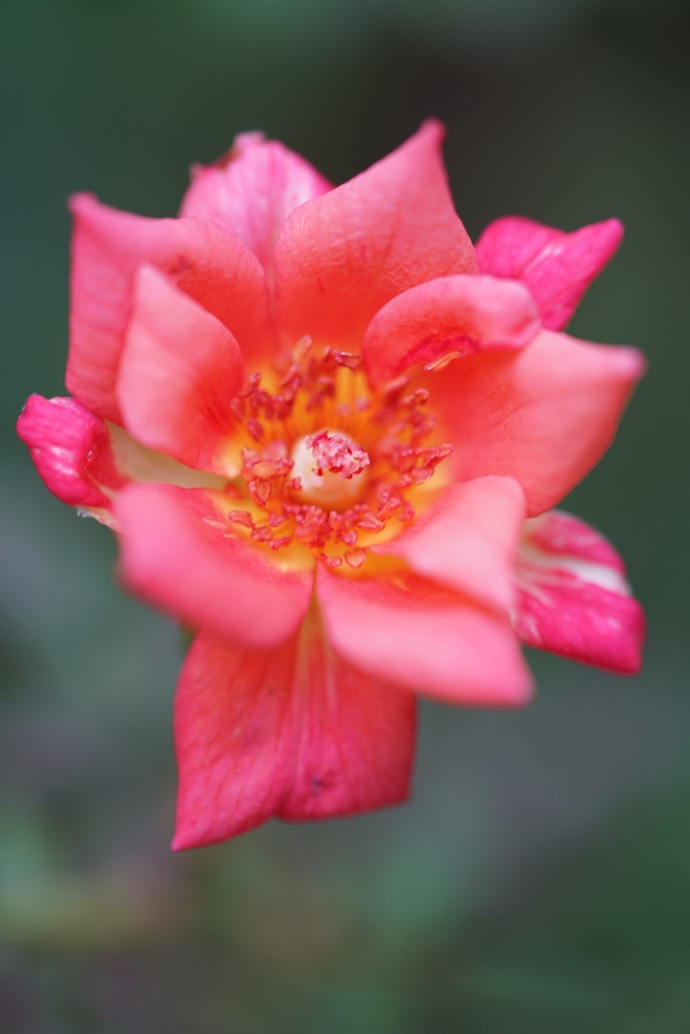 フォト「聖火（せいか）」 趣味人倶楽部（しゅみーとくらぶ）