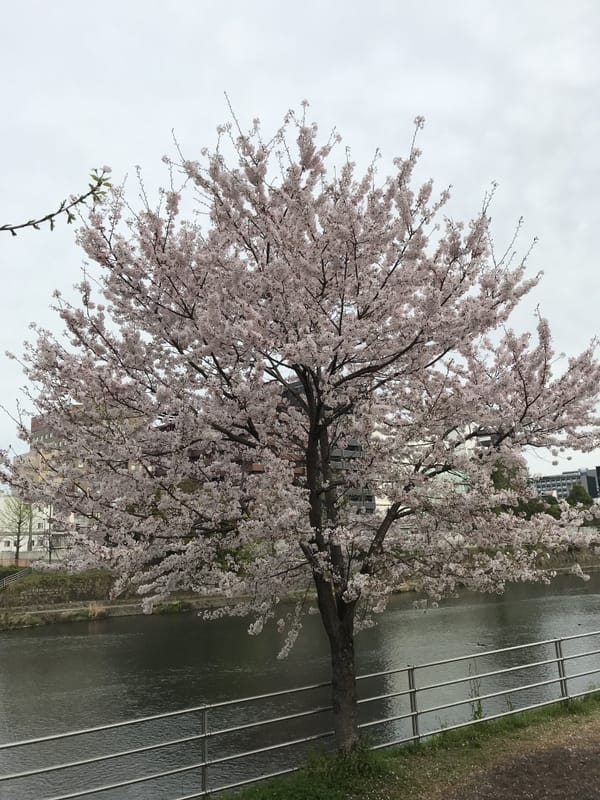 熊本市 白川 大甲橋 大極貴人さんのフォト 趣味人倶楽部（しゅみーとくらぶ）