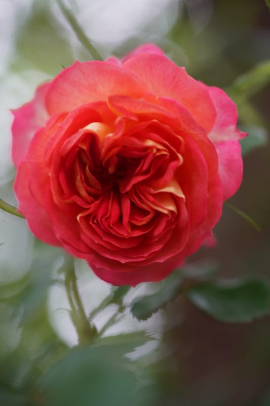 ソレイユ・ロマンティア 晴撮雨詠さんのフォト 趣味人倶楽部(しゅみーとくらぶ)