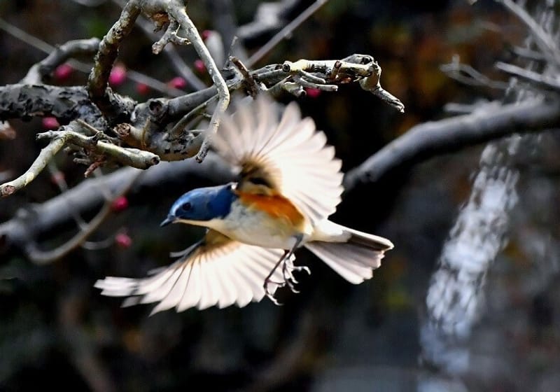 冬鳥は素敵ですよ 2 クッピーさんのフォト 趣味人倶楽部(しゅみーとくらぶ)