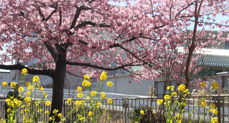 横浜市 平戸永谷川沿いの桜 たなちゃんさんのフォト 趣味人倶楽部（しゅみーとくらぶ）
