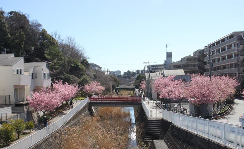 横浜市 平戸永谷川沿いの桜 たなちゃんさんのフォト 趣味人倶楽部(しゅみーとくらぶ)