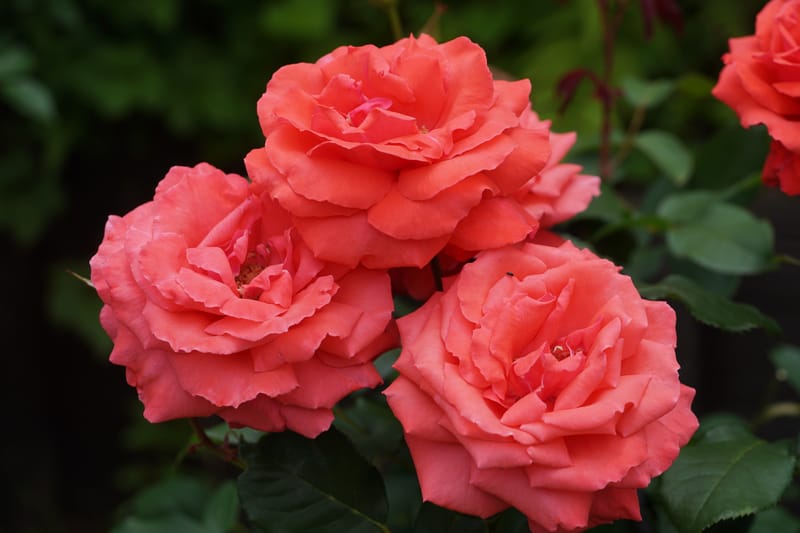 ドゥフトボルケ 晴撮雨詠さんのフォト 趣味人倶楽部（しゅみーとくらぶ）