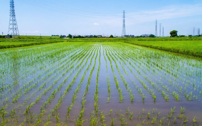 広々した水田地帯 シロンさんのフォト 趣味人倶楽部(しゅみーとくらぶ)